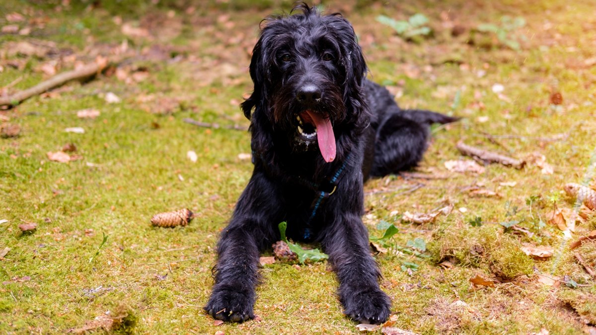 Мандезунский Штубер шнауцер