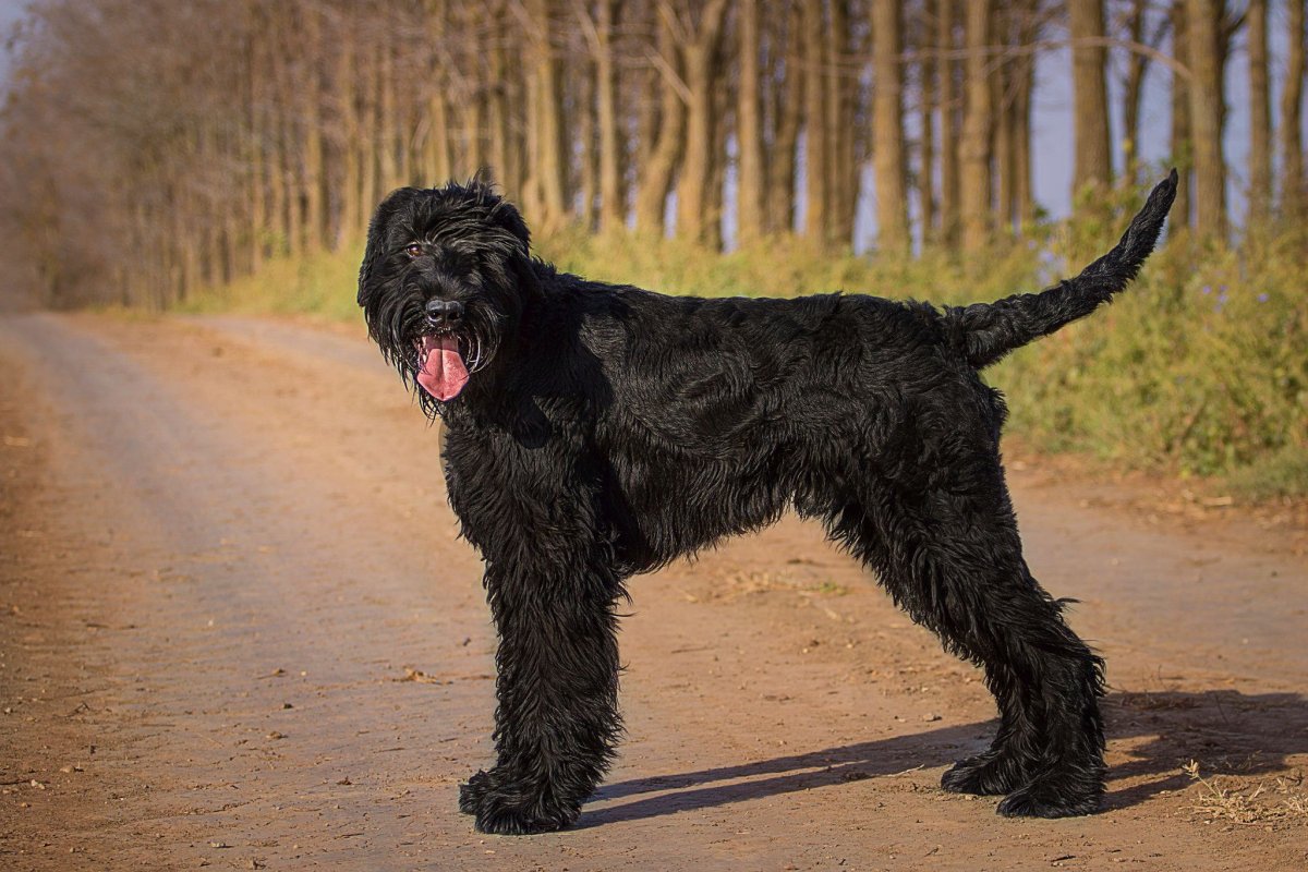 Ризер шнауцер белый