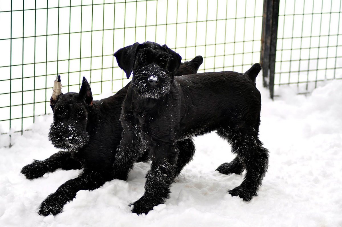 Ризер шнауцер смешные