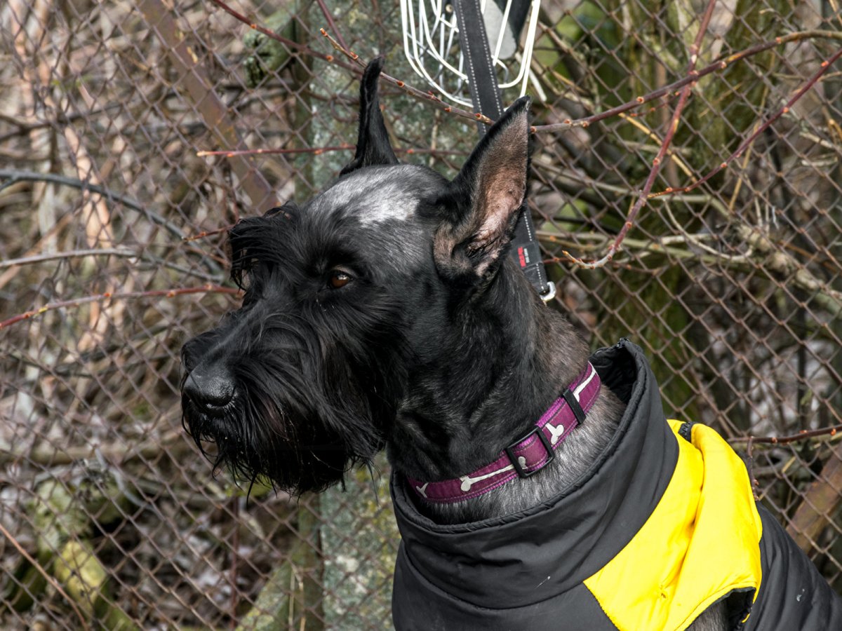 Картина домашнего животного черно белый