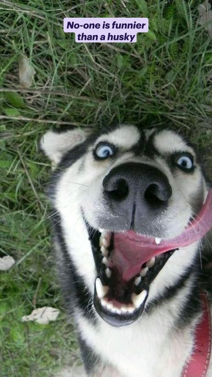 Эмоции собак