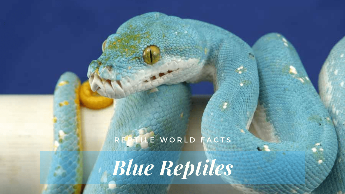 Мамба альбинос