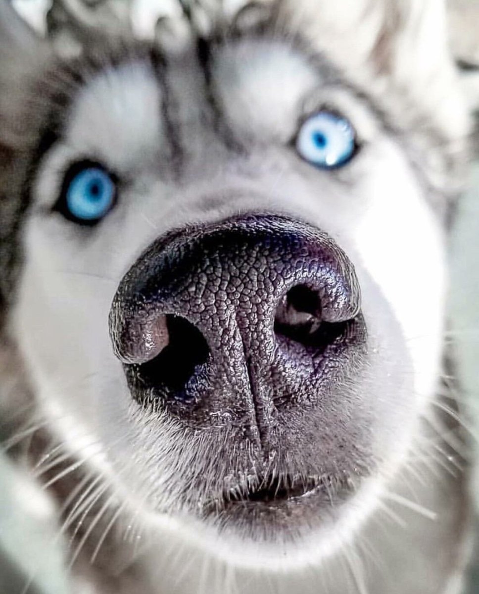 Собачий нос язык