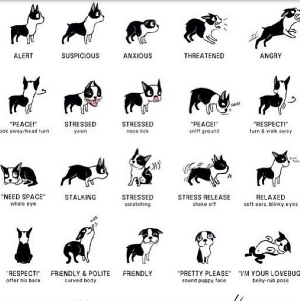 Улыбки животных смешные