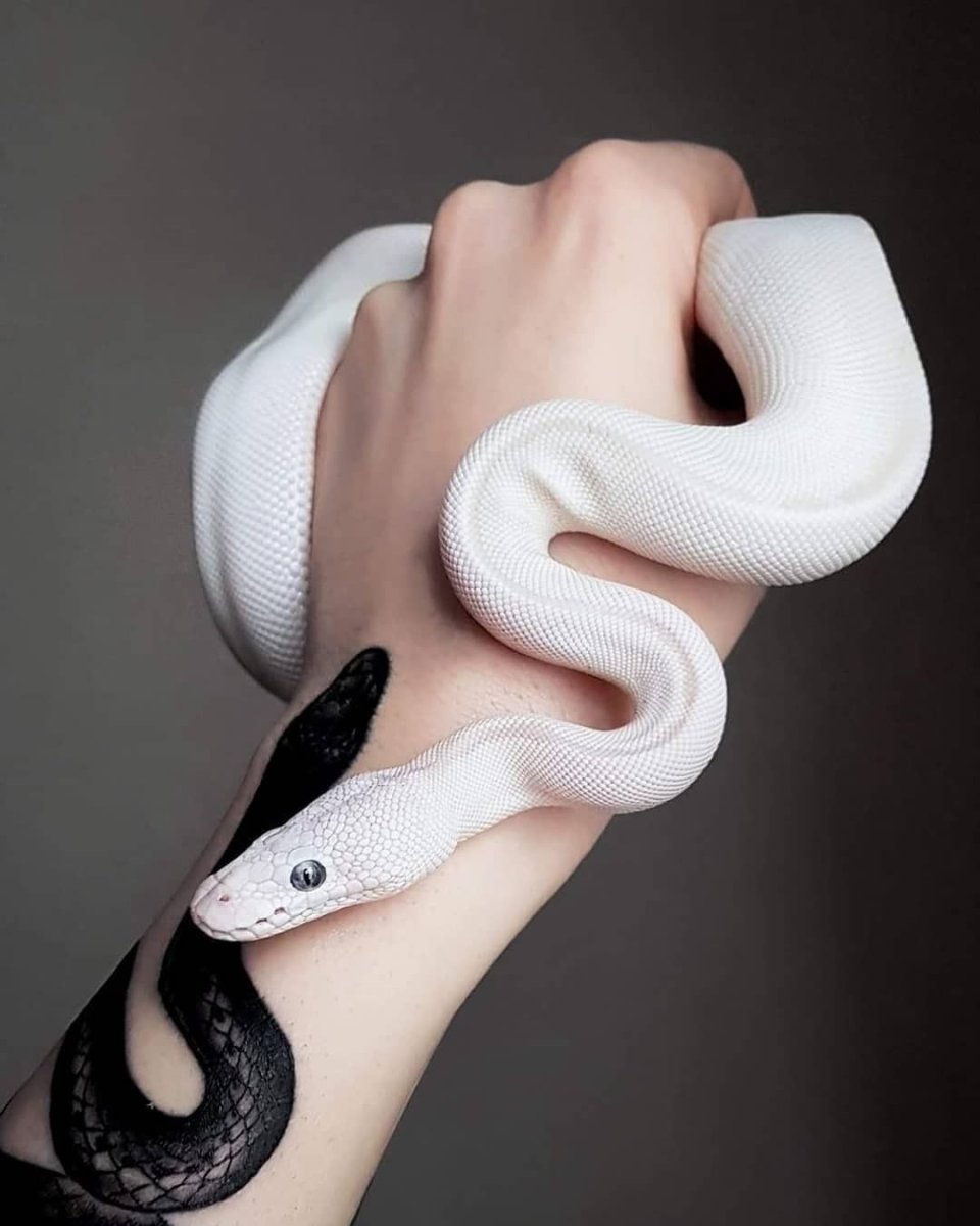 Белогубая куфия