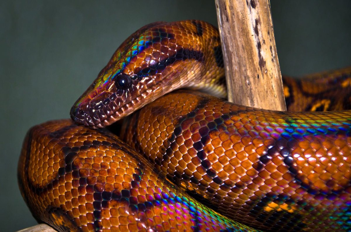Кустарниковая гадюка (Atheris