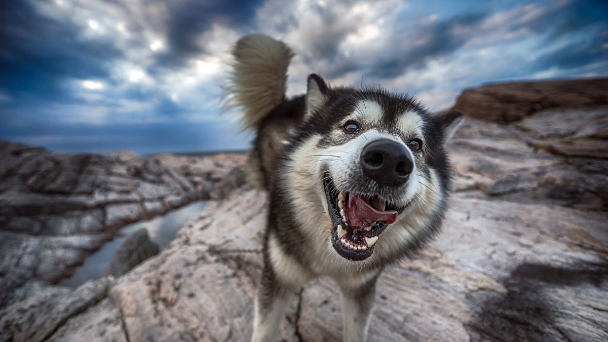 Смешные собаки