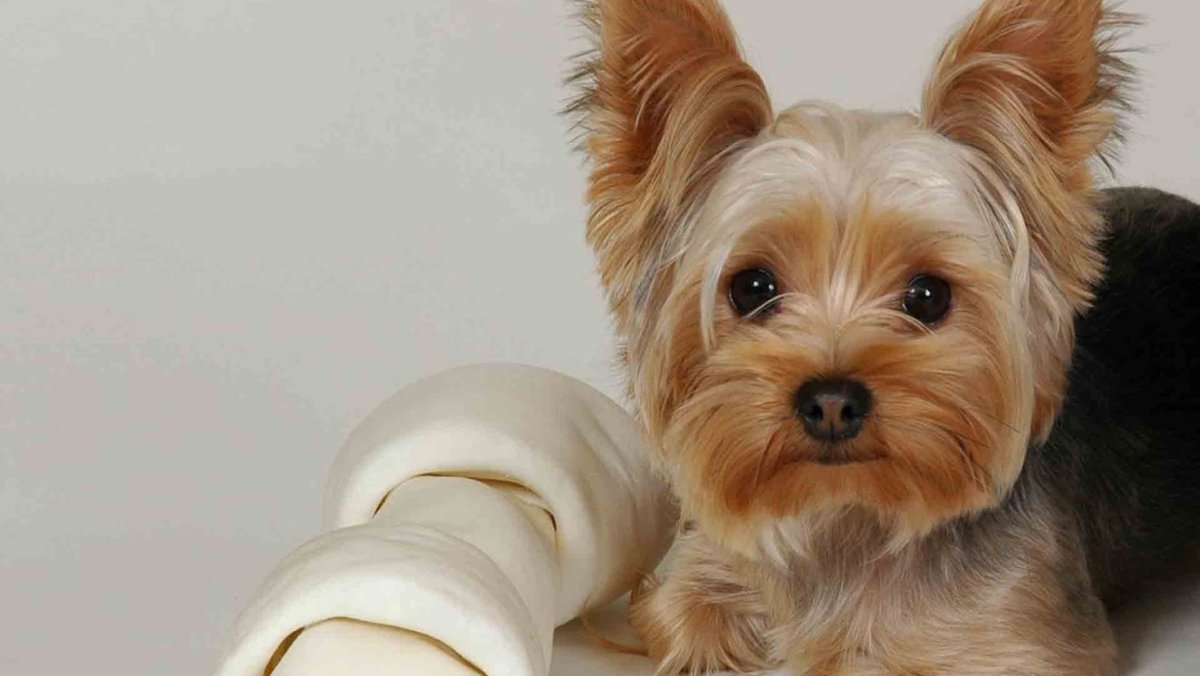 Ершский терьер