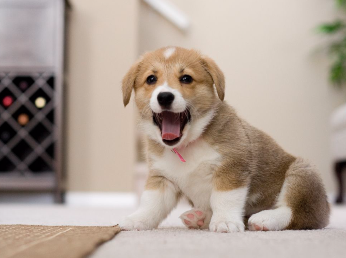 Красивые собаки для квартиры