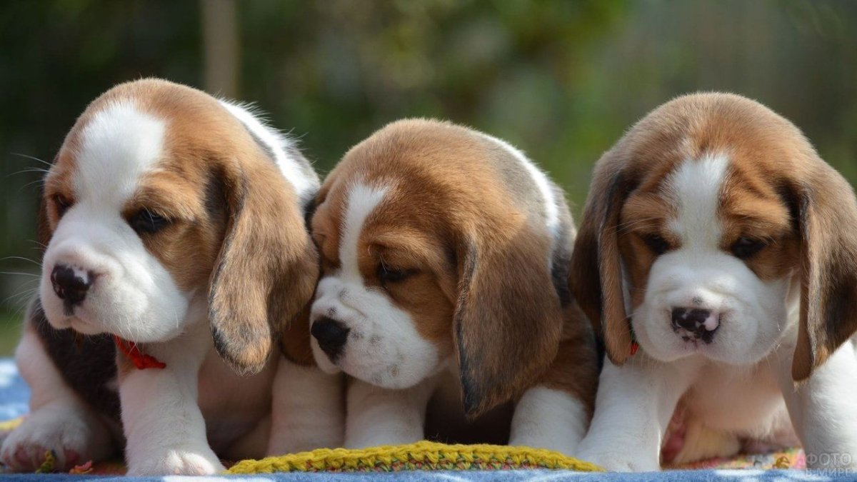 Бигль собака щенок