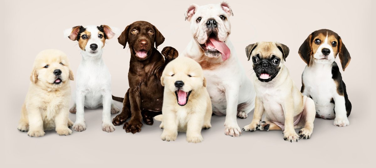 Самые популярные породы собак на белом фоне