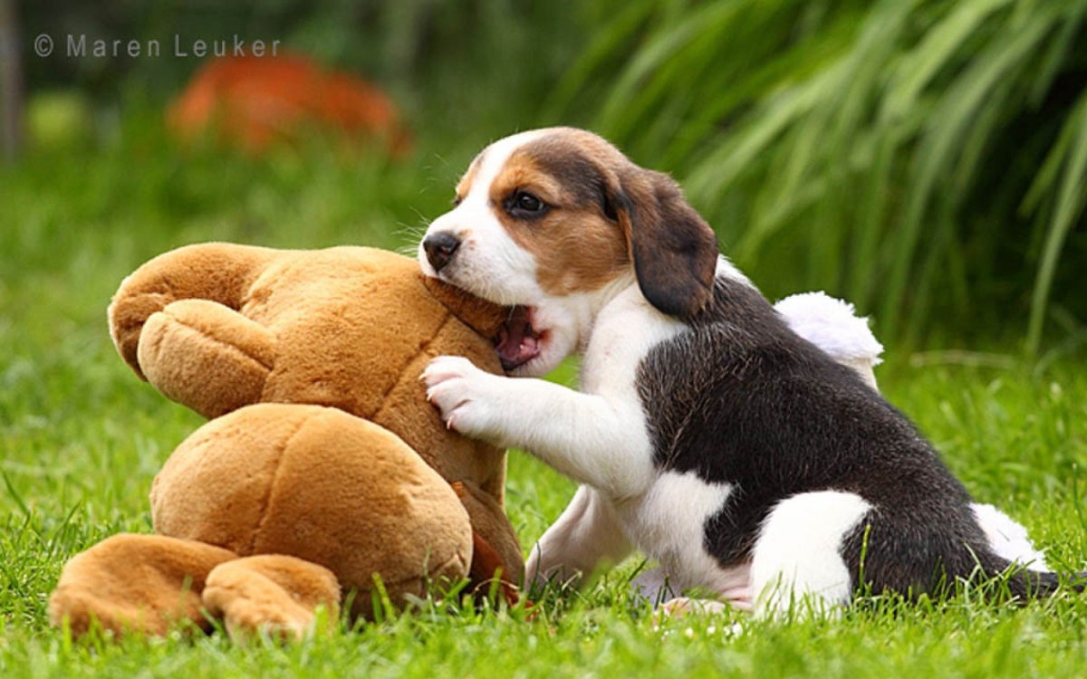 Джессика Бигли