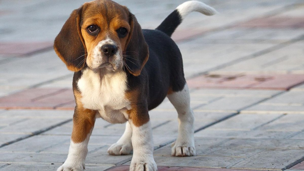 Бигль порода Бигль