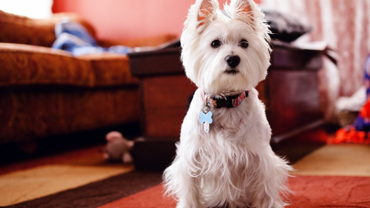 Собаки для квартиры