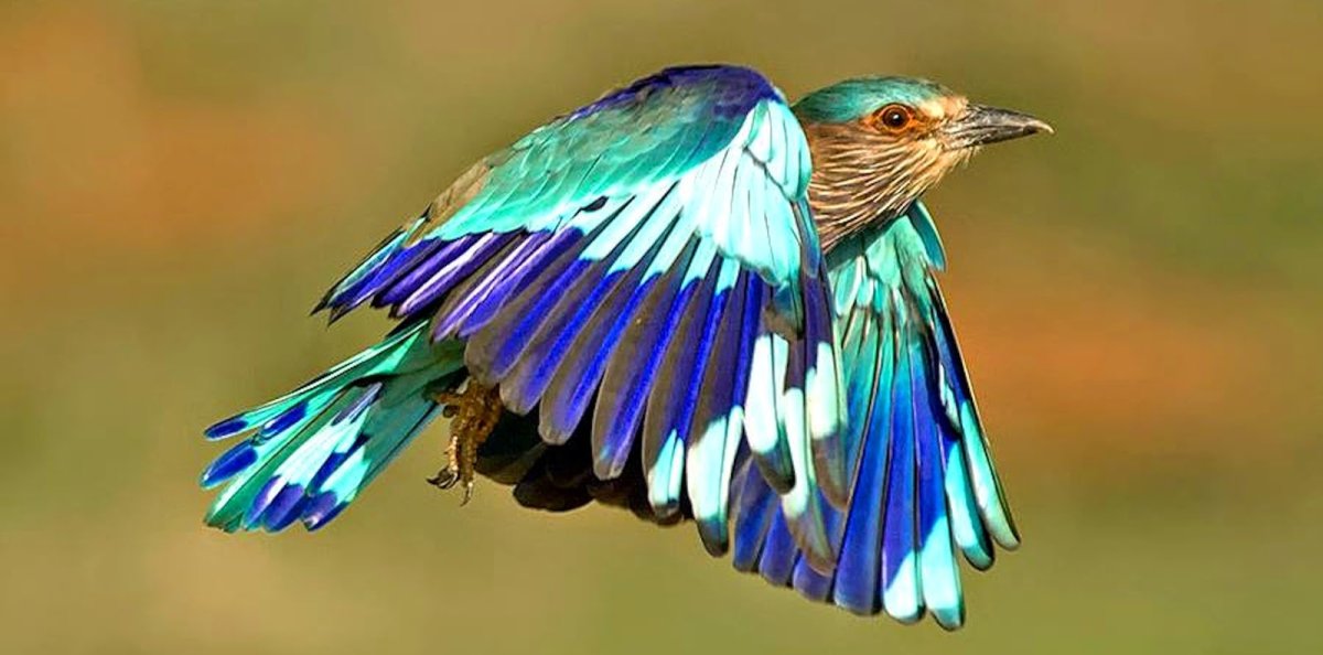 Сиреневогрудая сизоворонка фото птица Формат