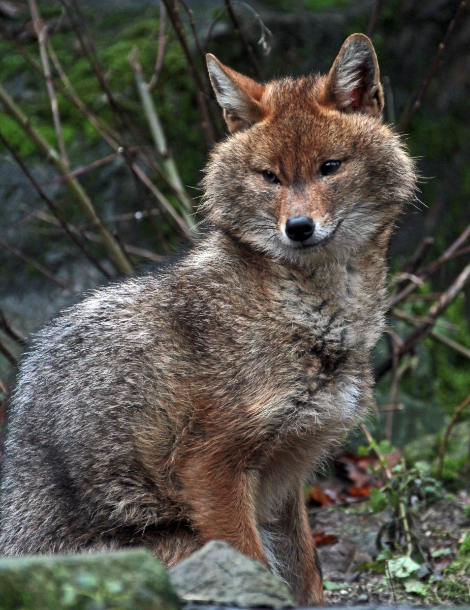 Койот и Шакал