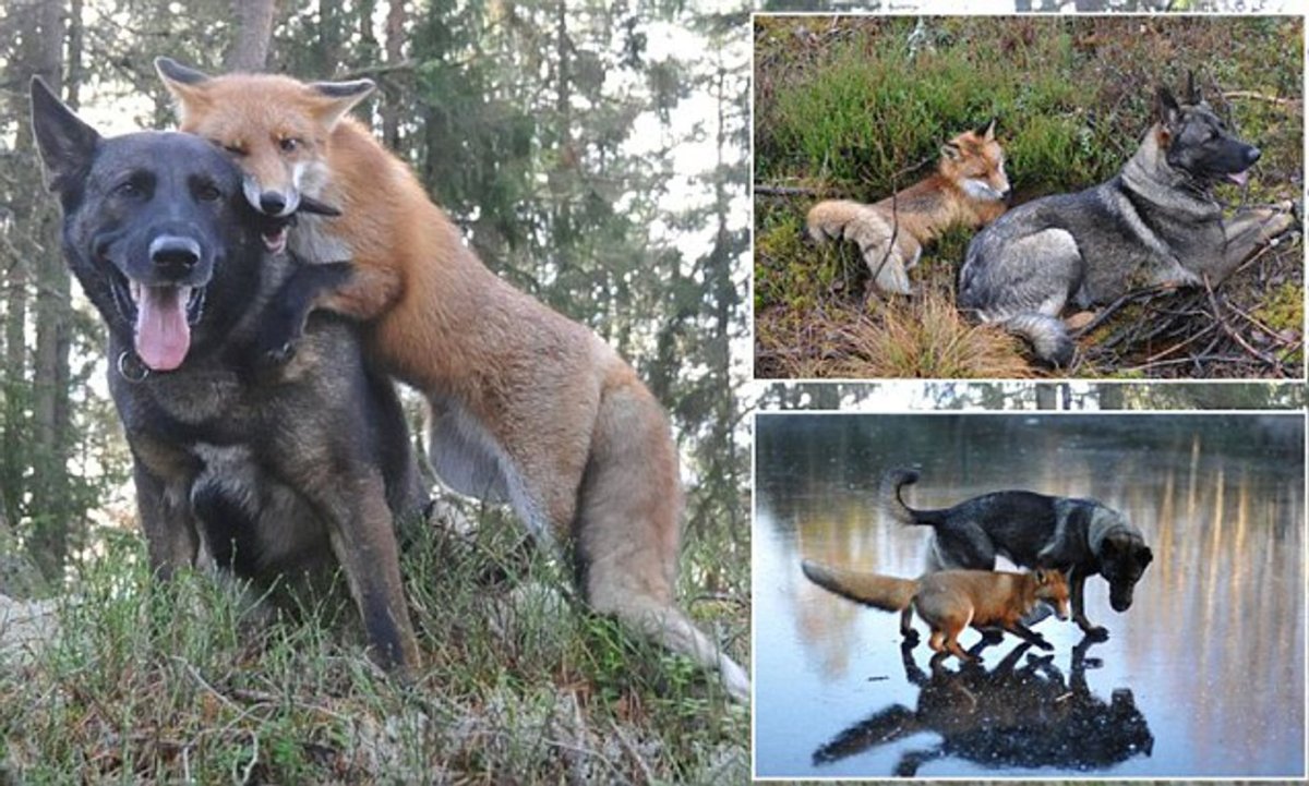 Дружба лисы и собаки