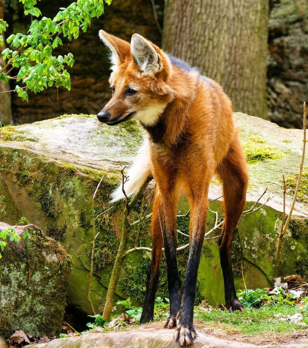 Гривистый волк