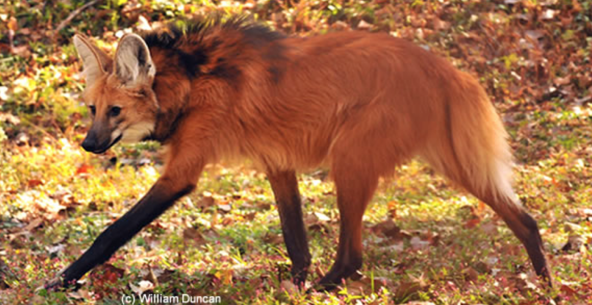 Семья гривистых Волков
