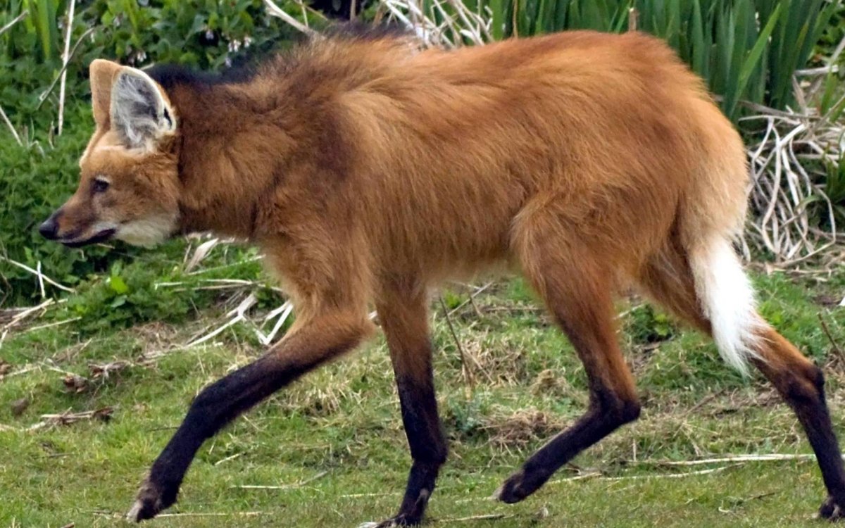 Агуарачай-Гривистый волк