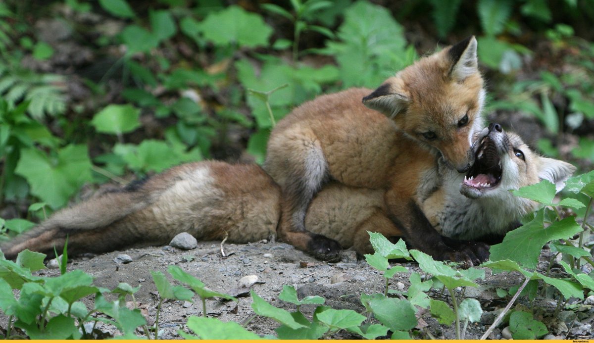 Волчонок и Лисенок