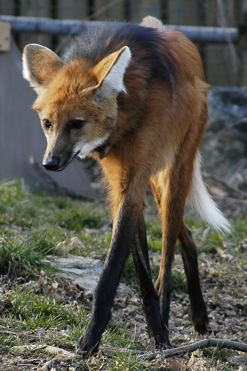 Эфиопский Гривистый волк
