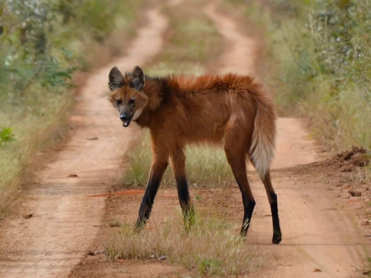 Гривистый волк