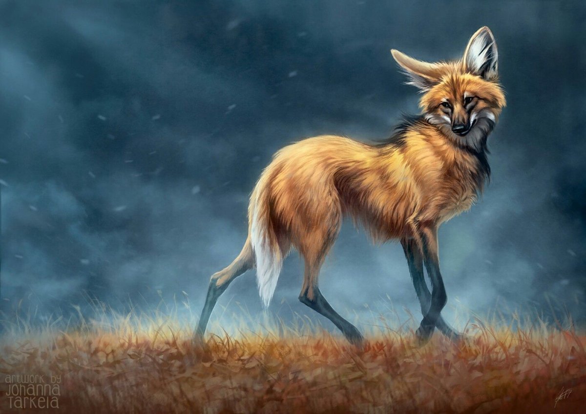 Гривистый волк аниме