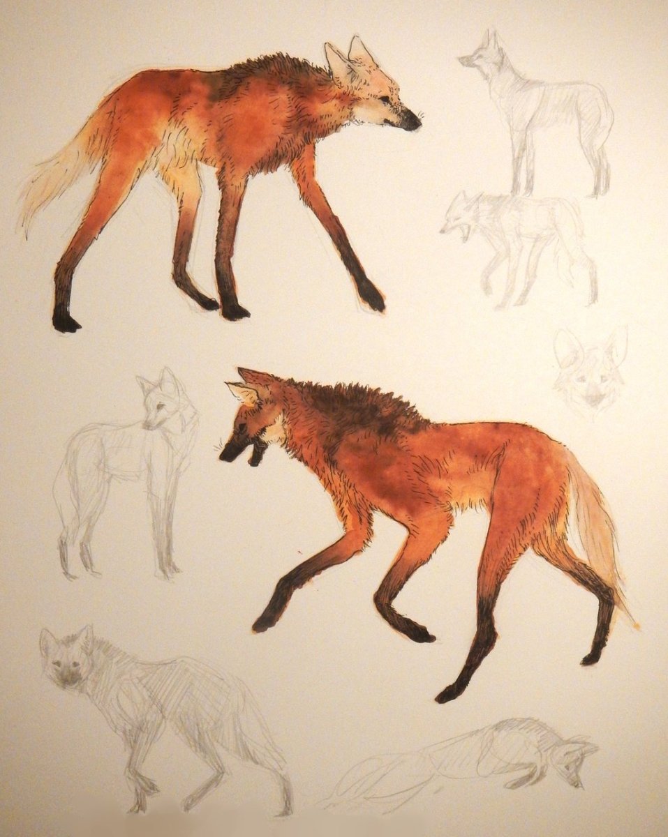 Гривистый волк