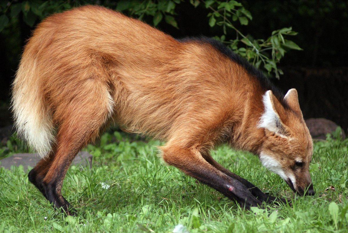 Гривистый волк Южной Америки