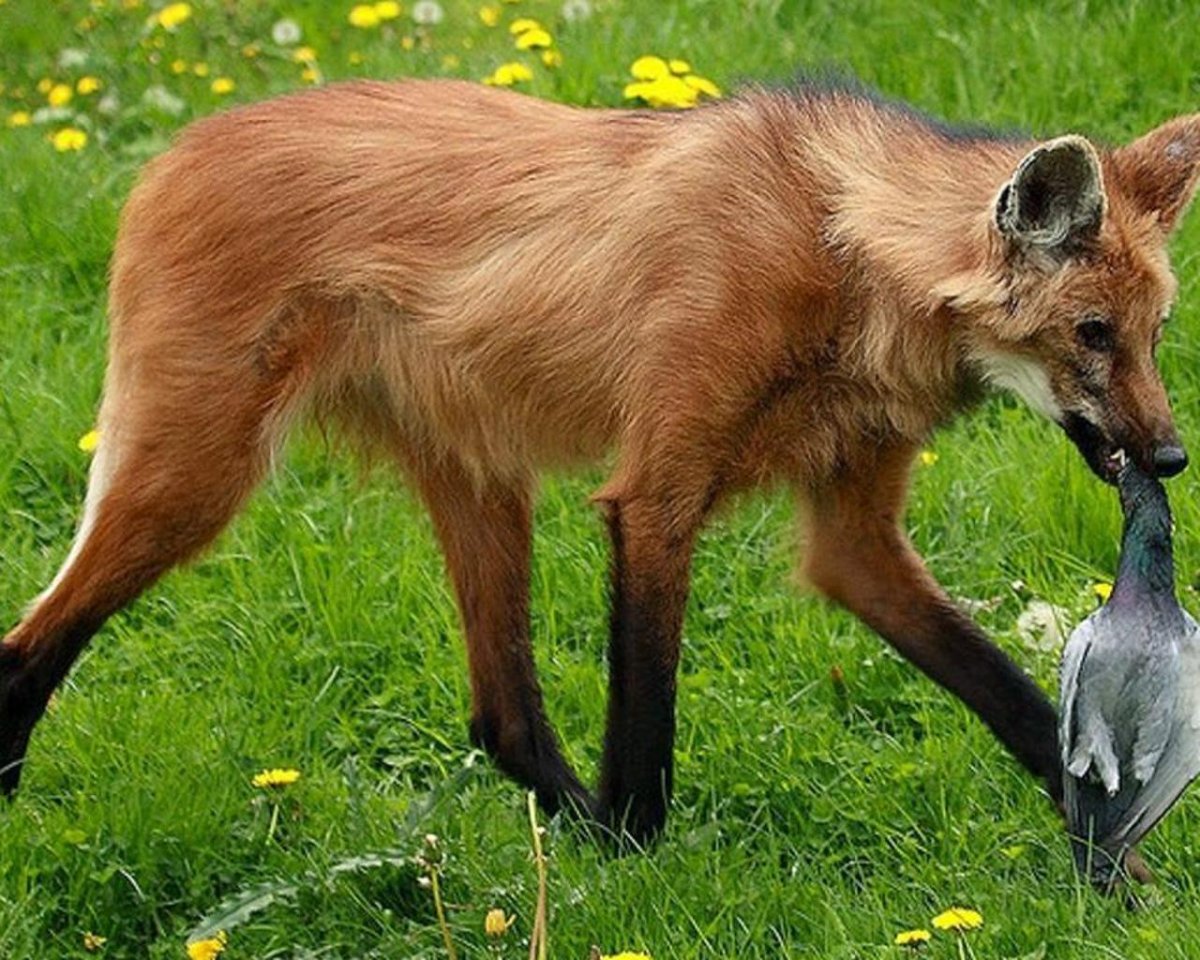 Гривистый волк гуара