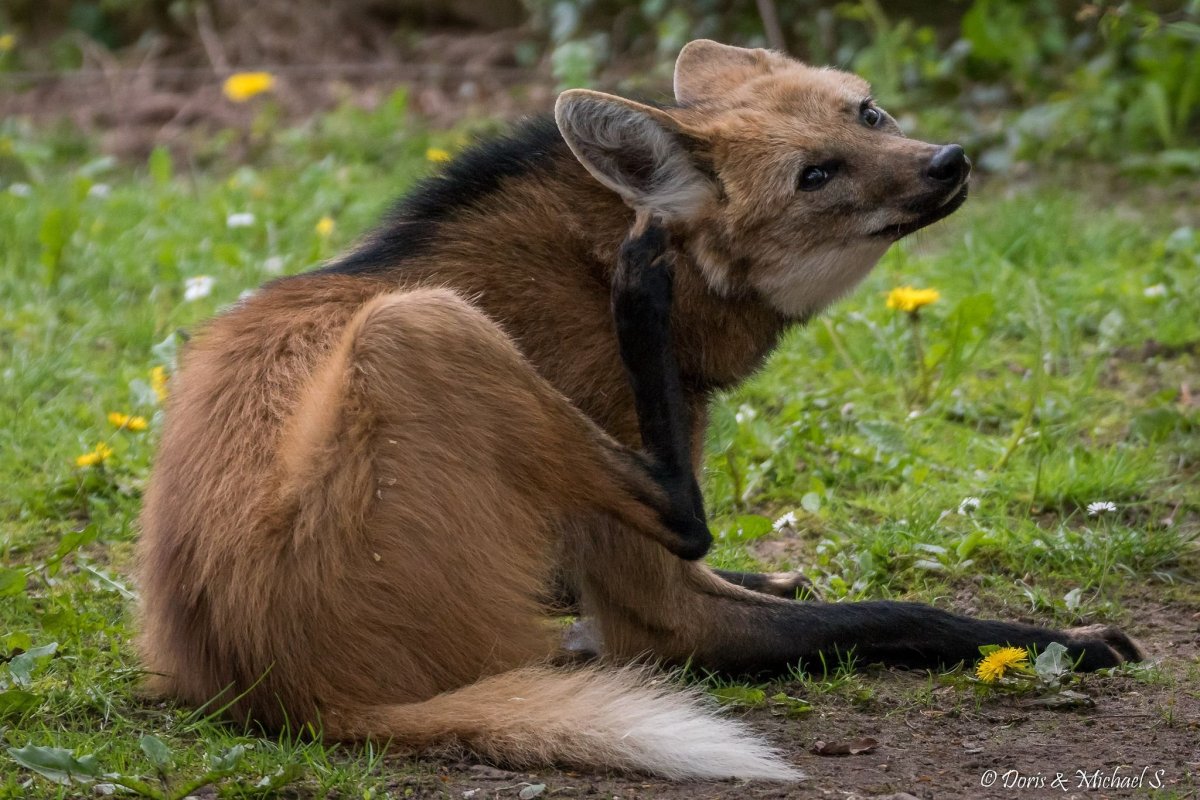 Гривистый волк щенки