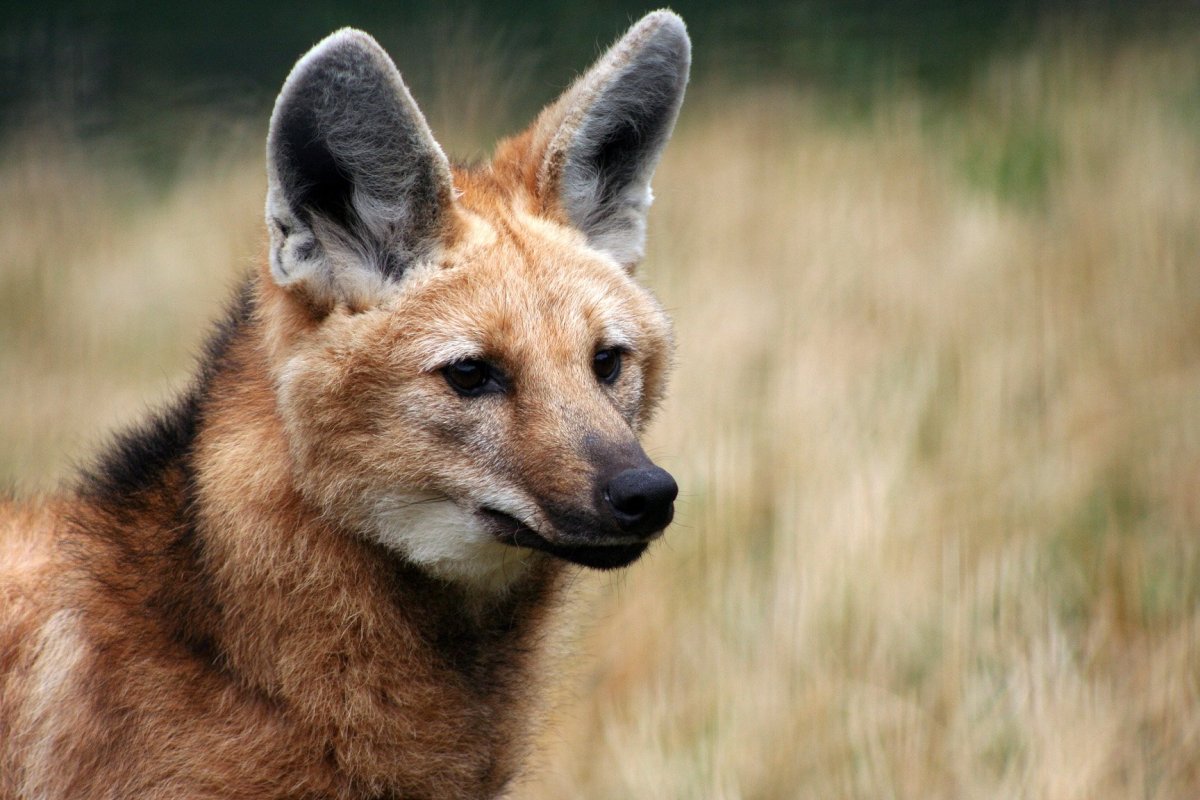 Агуарачай-Гривистый волк