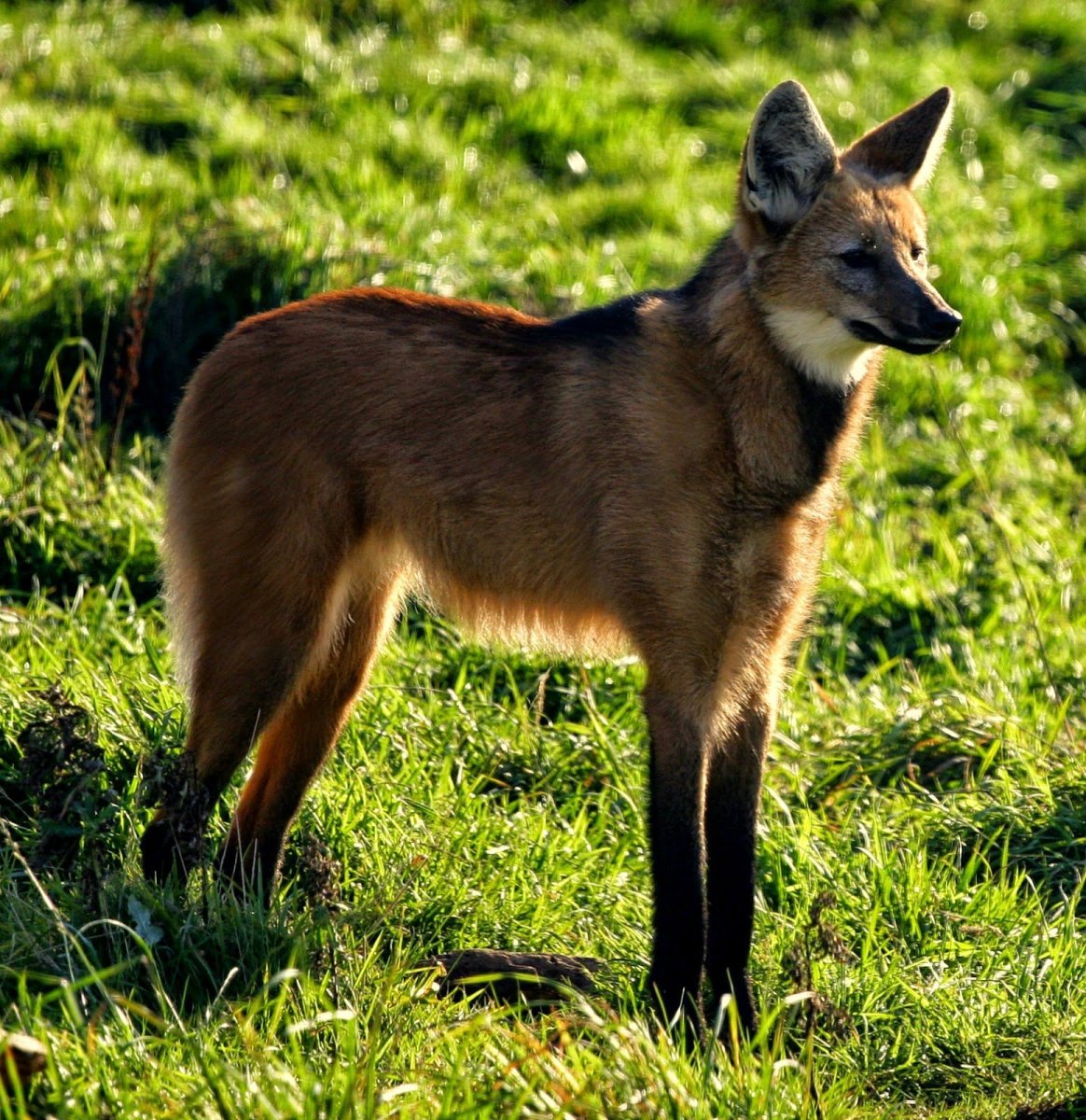Гривистый волк Южной Америки