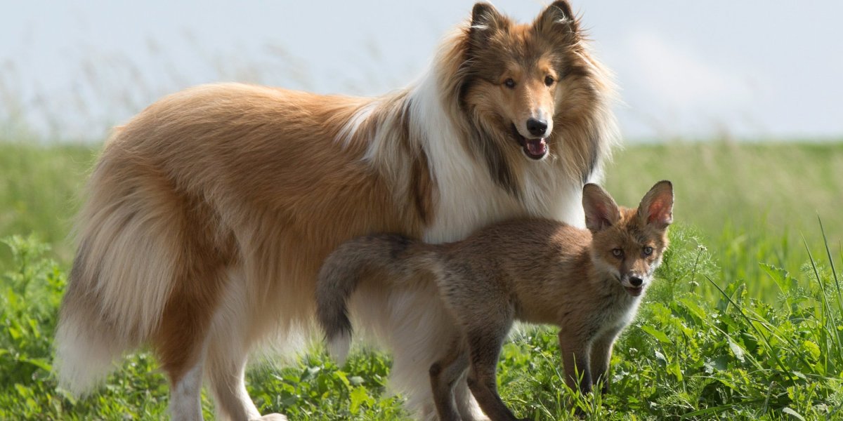 Собака Лисичка колли