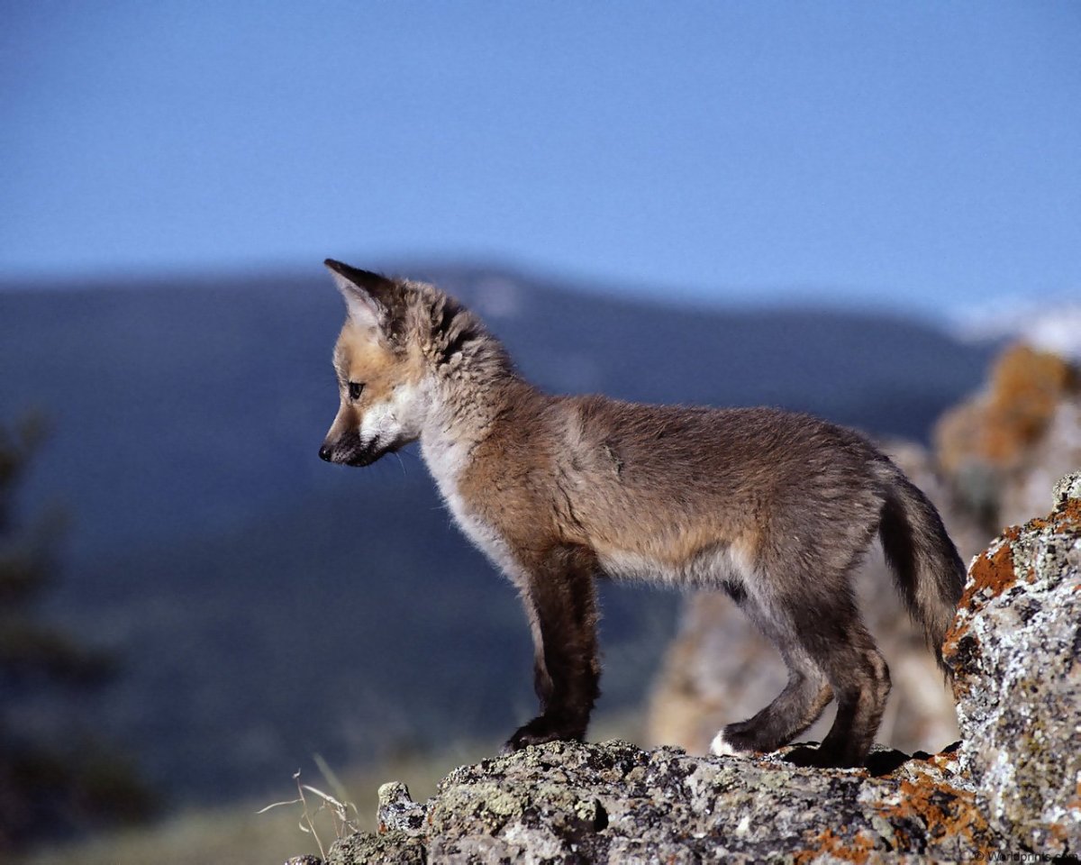 Волк и лисица