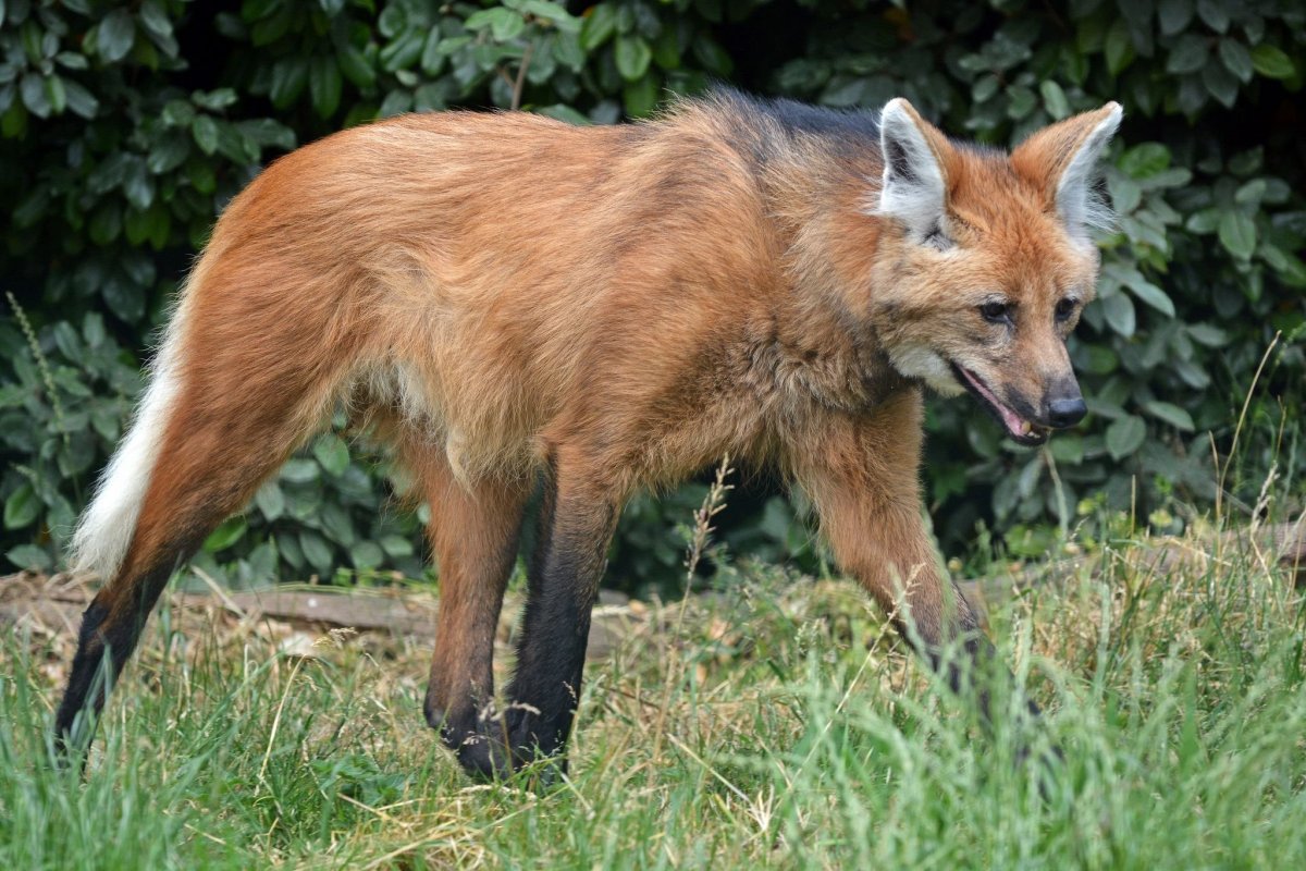 Гривистый волк