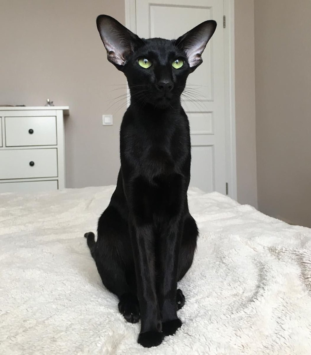 Сиамская кошка черная