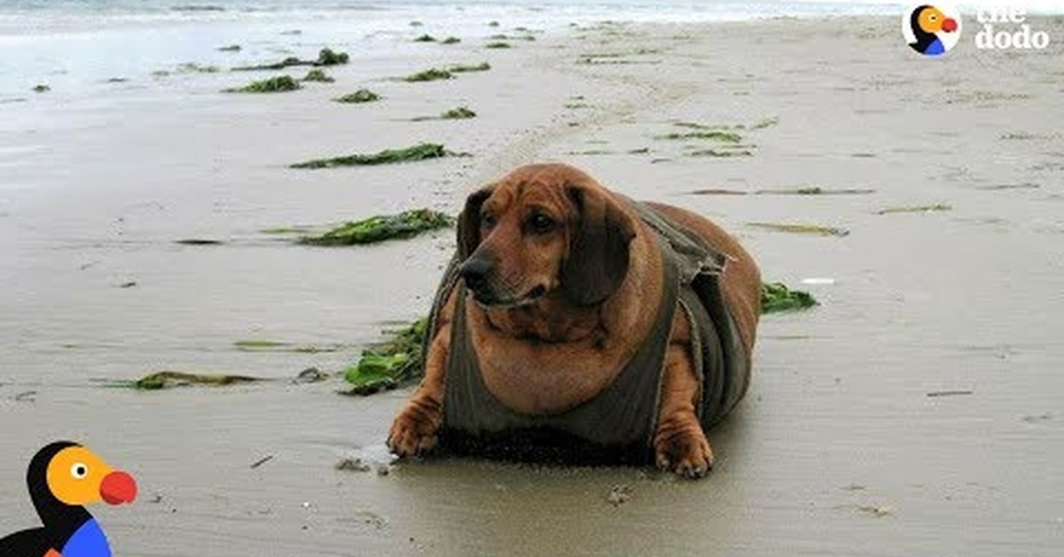 Самые толстые собаки