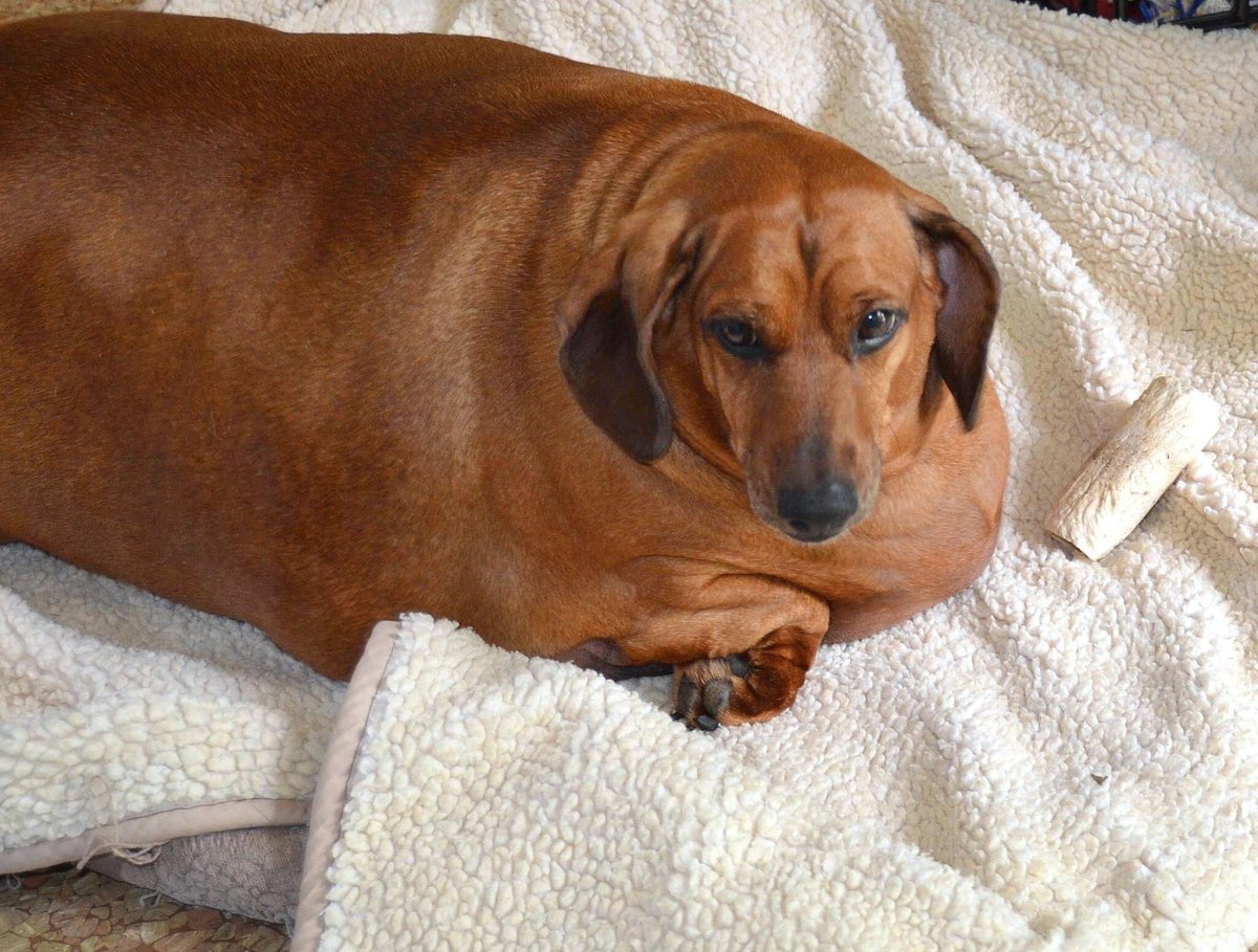 Ротвейлер вес