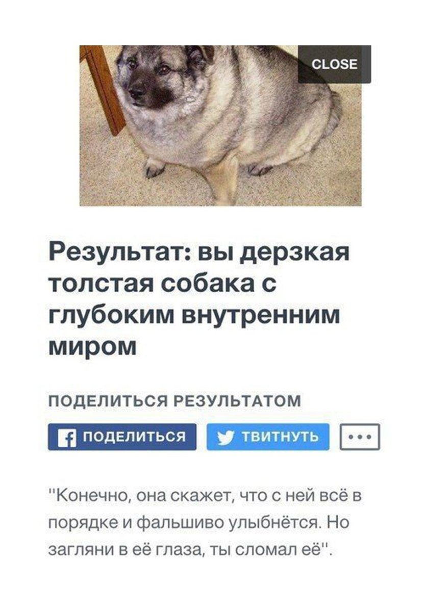 Самая толстая такса в мире Оби