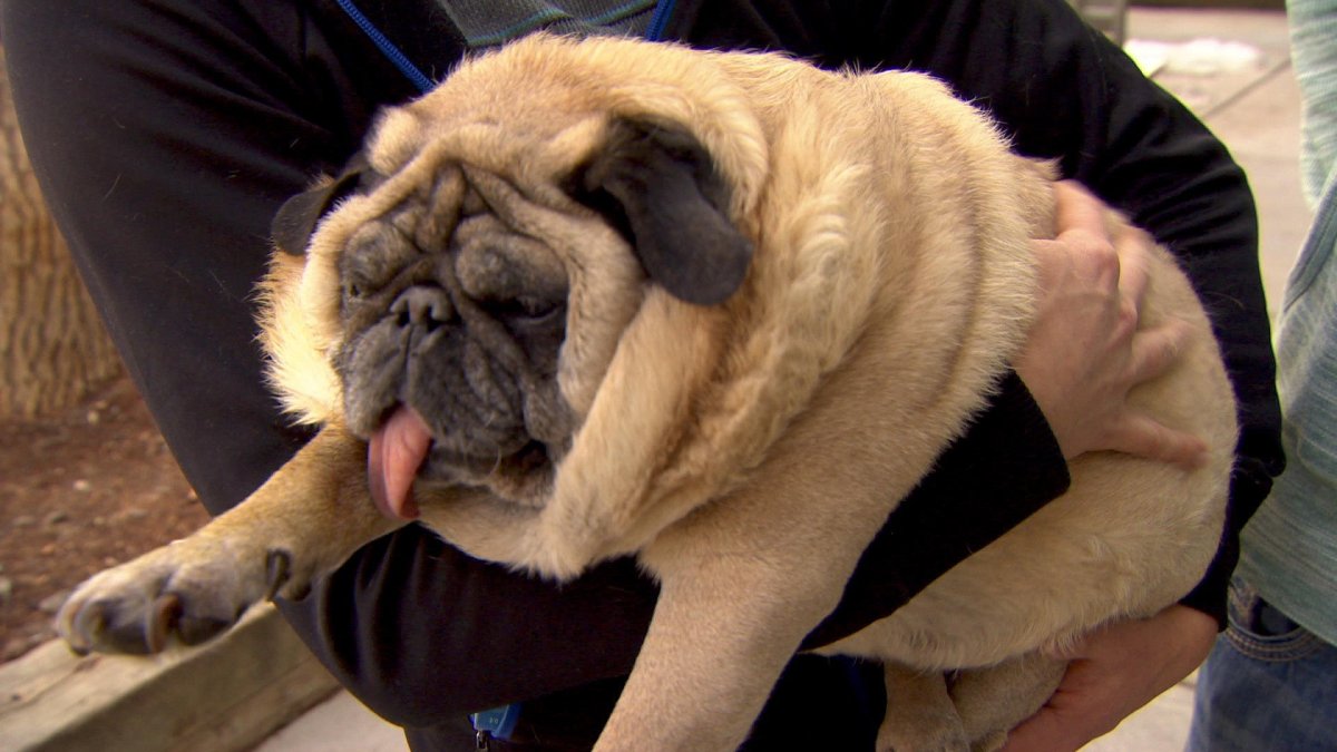 Карликовая такса толстая