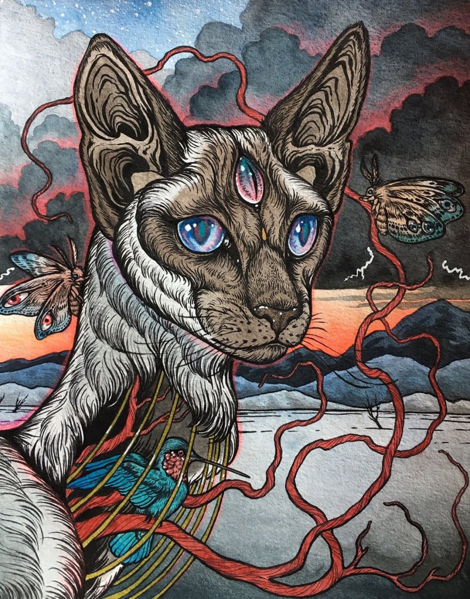 Кот грузин Ориентальная кошка