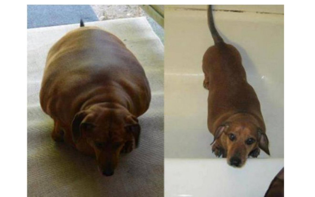 Такса с ожирением