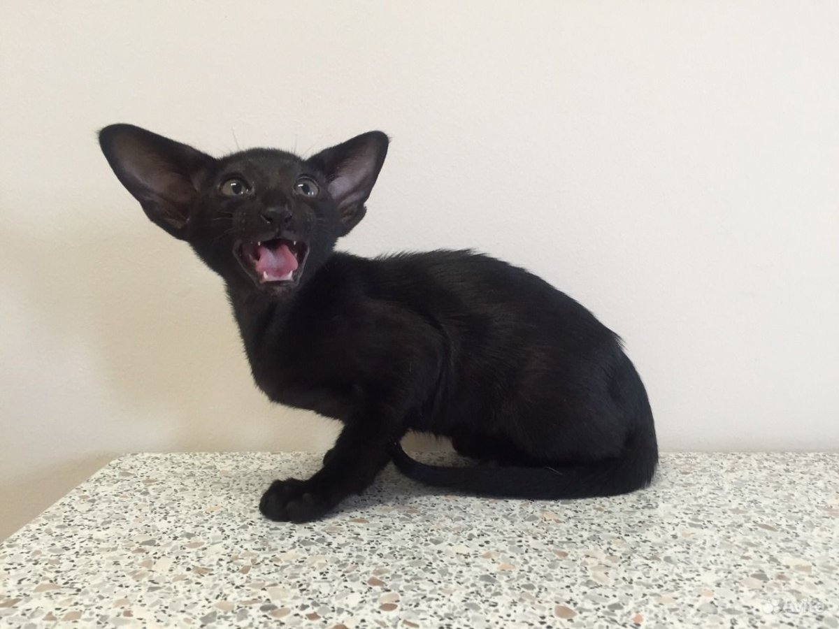 Черный ориентал