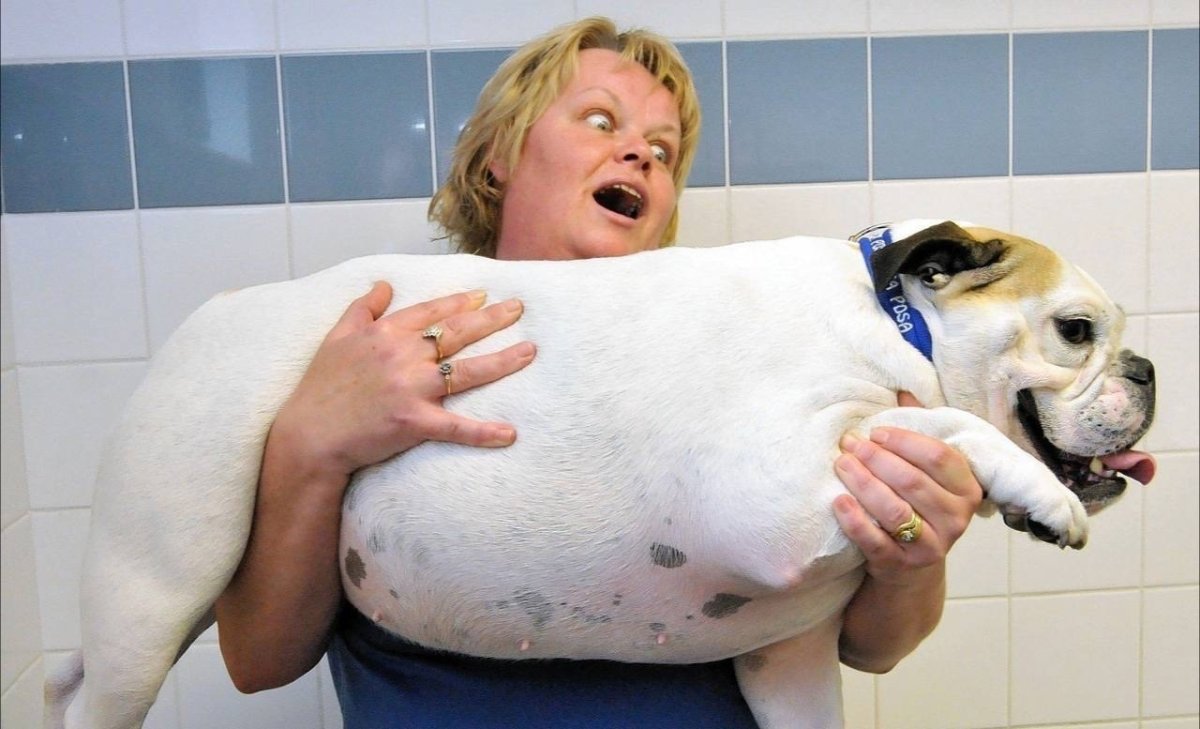 Самая толстая собака