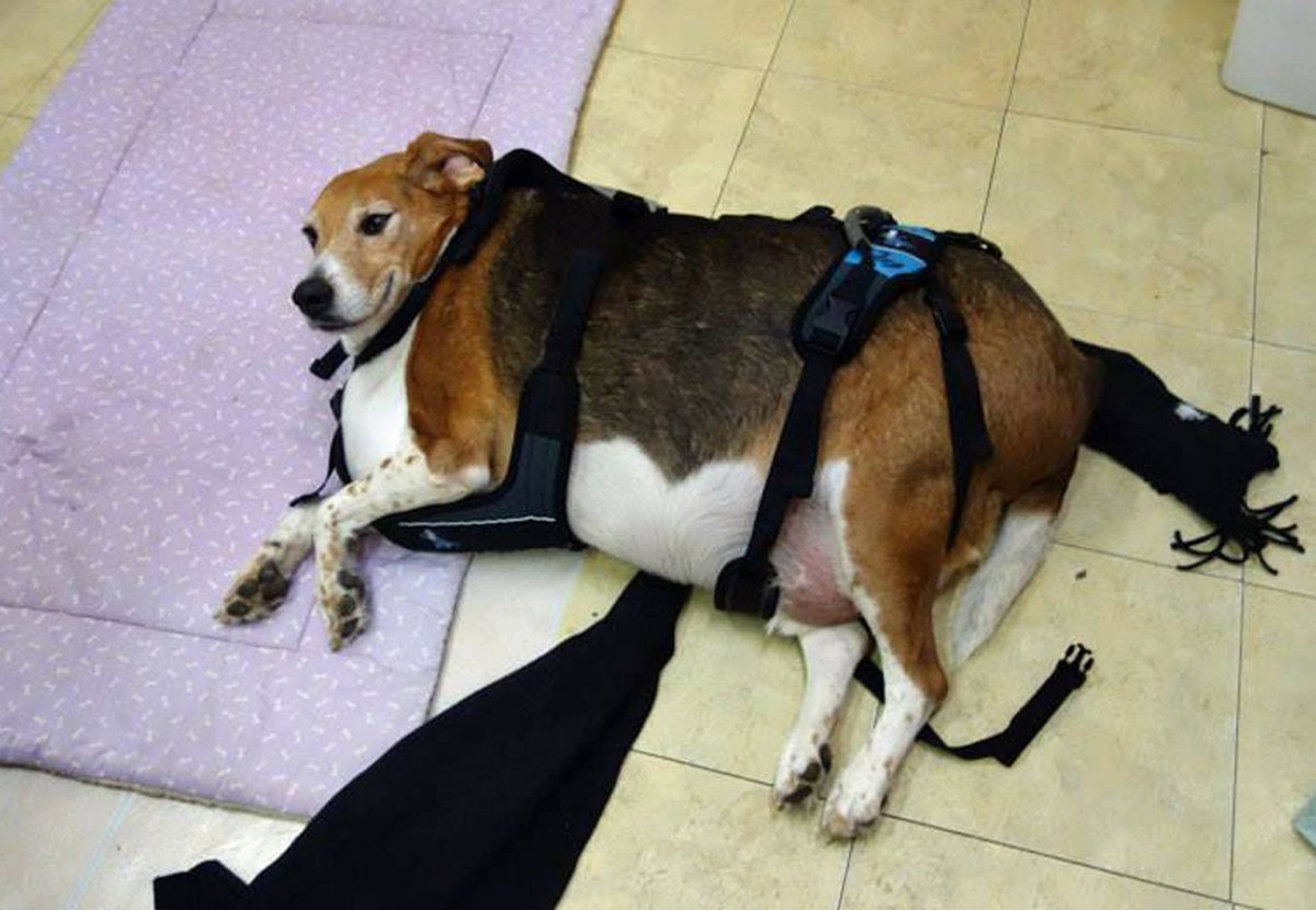 Толстая такса