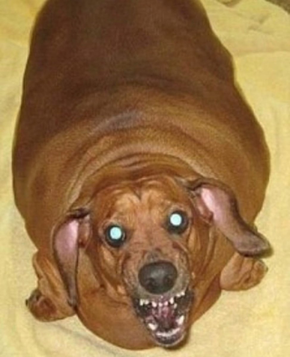 Ожиревший Мопс