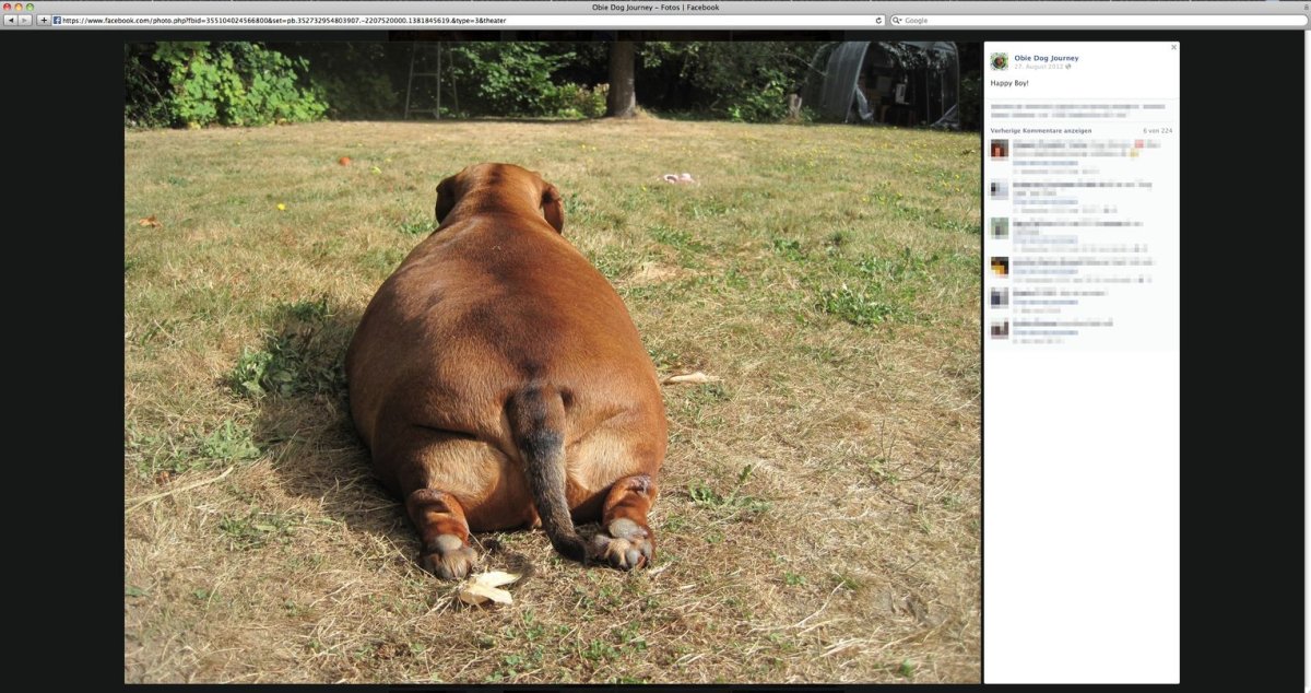 Собаку Покуса пчелы такса