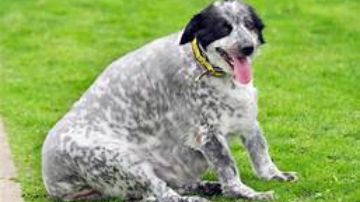 Жирные собаки